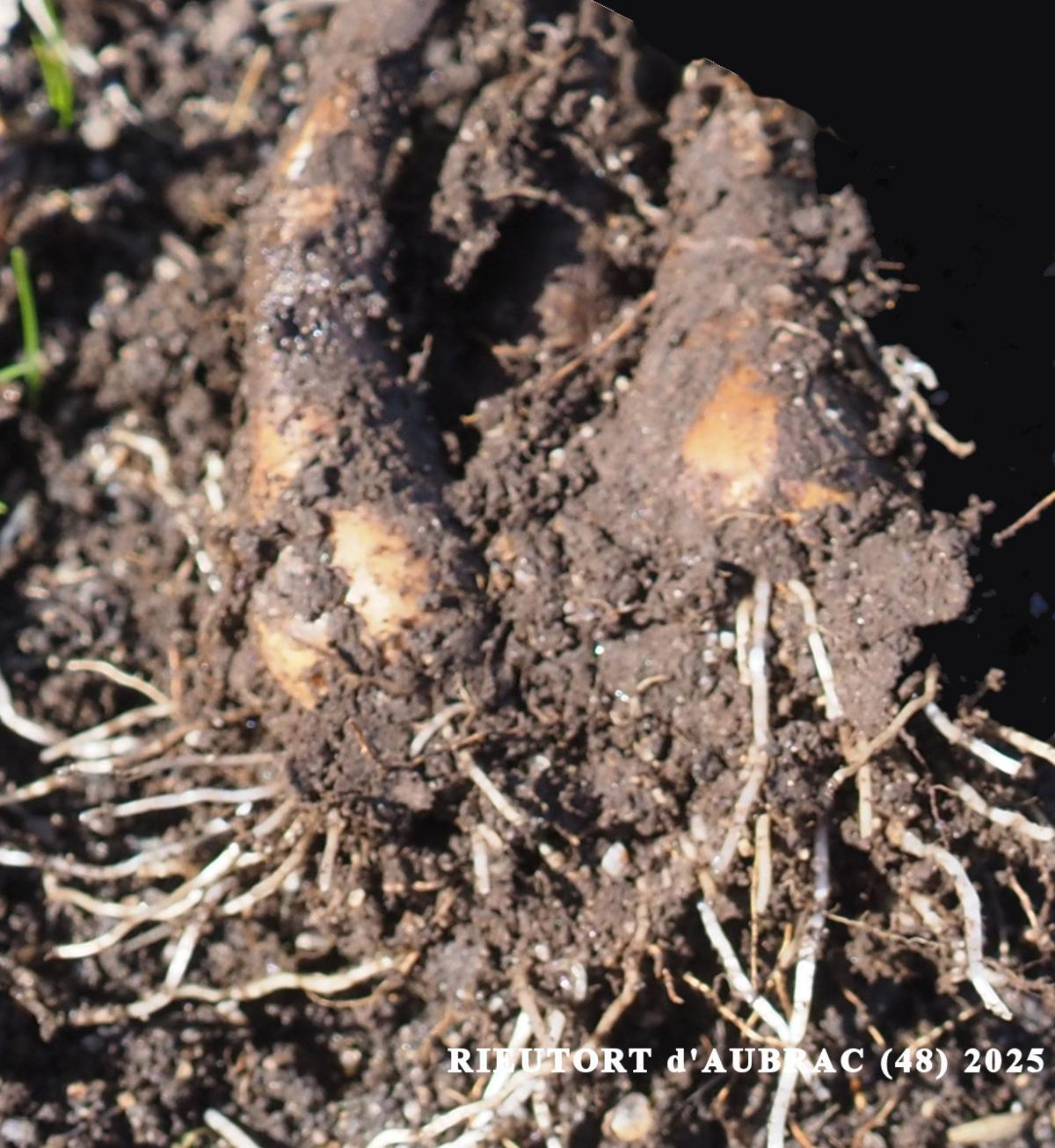 Saffron, Alpine fruit